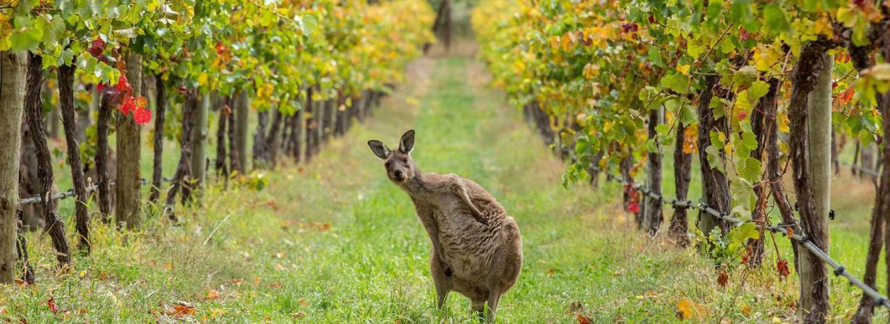Adelaide Hills Escape Hotel Woodside Eksteriør billede